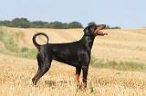 DOBERMANN 966